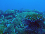 Coral, German Channel, Palau