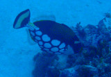 Clown Triggerfish (Balistoides conspicillum) Palau
