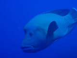 Napoleonfish - Giant Wrasse (Cheilinus undulatus)