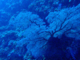 Fan coral, Blue Corner dive, Palau