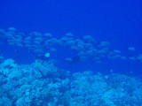 School of fish over the reef