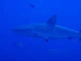 The stars of Blue Corner - the Grey Reef Sharks that cruise along the top of the cliff