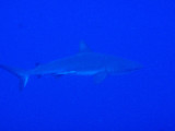 Gray Reef Shark, Palau