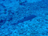 Whitetip Reef Shark resting on the sea floor