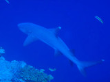 Whitetip Reef Shark, Blue Corner, Palau