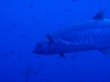 Barracuda, Blue Corner, Palau