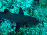 Whitetip Reef Shark, Blue Corner, Palau