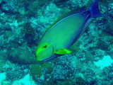 Yellowfin Surgeonfish (Acanthurus xanthopterus) Palau