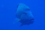 Napoleonfish (Cheilinus undulatus) Blue Corner, Palau