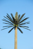 Stealth Palm Tree, Zabeel Park
