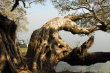 Impressive tree on the shore of Lake Tana at the Ghion Hotel