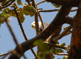 African fish eagle checking us out, Bahir Dar