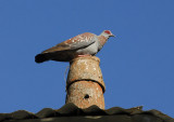 Speckled Pigeon