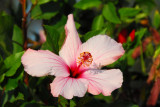 Flower, Goha Hotel, Gondar