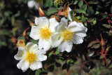Abyssinian Rose (Rosa abyssinica) Simien Mountains