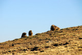We came across Gelada soon after the start of our trek