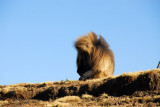 Large male Gelada along the escarpment