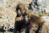 A pair of serious looking female Geladas