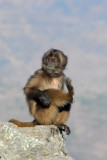 Young Gelada raising his foot