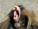 My what big teeth you have!