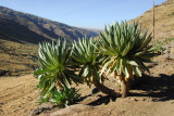 Giant Lobelia - distinctive plants we first encountered approaching Chenek