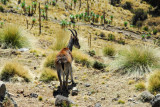 Another brief Walia Ibex encounter
