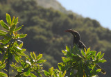 Hemprichs Hornbill (?), Simien Mountains