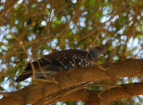 Speckled pigeon, St. Mary of Zion