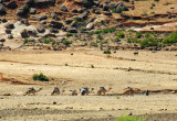 Small caravan of camels, Axum