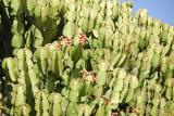 Cactus-like plant bearing fruit