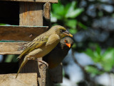 xxx with a Mountain Thrush, Seven Olives