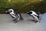 A pair of African penguins under a rock