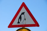 Penguin crossing, near Boulders Beach, South Africa