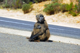 Mother and infant baboon next to the road