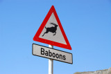 Wildlife crossing - Baboons - South Africa