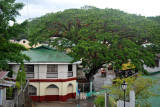 Large green canopy of a tropical tree in Culion