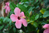Flowers with raindrops, Culion