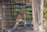 Unfortunate and very agitated caged monkey