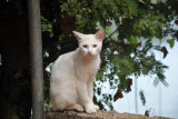Cat with blue and green eyes, Culion