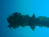 Part of the Akitsushima completely covered in growth