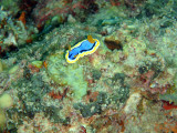 Nudibranch - Chromodoris annae, Coron Bay, Philipppines