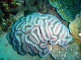 Brain coral, Coron Bay