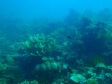 Coral reef, Seven Islands, Coron Bay