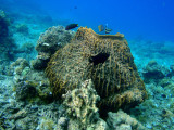 Large barrel sponge, Simisu Island