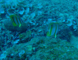 Beaked coralfish (Chelmon rostratus)