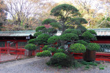 Large bonsai tree, Ueno Tōshō-gū Shrine