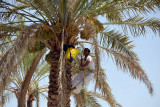 Man working high on a date palm, Al Dariz