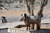 Goats at Jabal Shams Resort