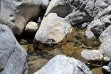 Tiny pool of water with, amazingly, small minnow-sized fish