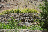 Terraced cornfields, An Nakhur village